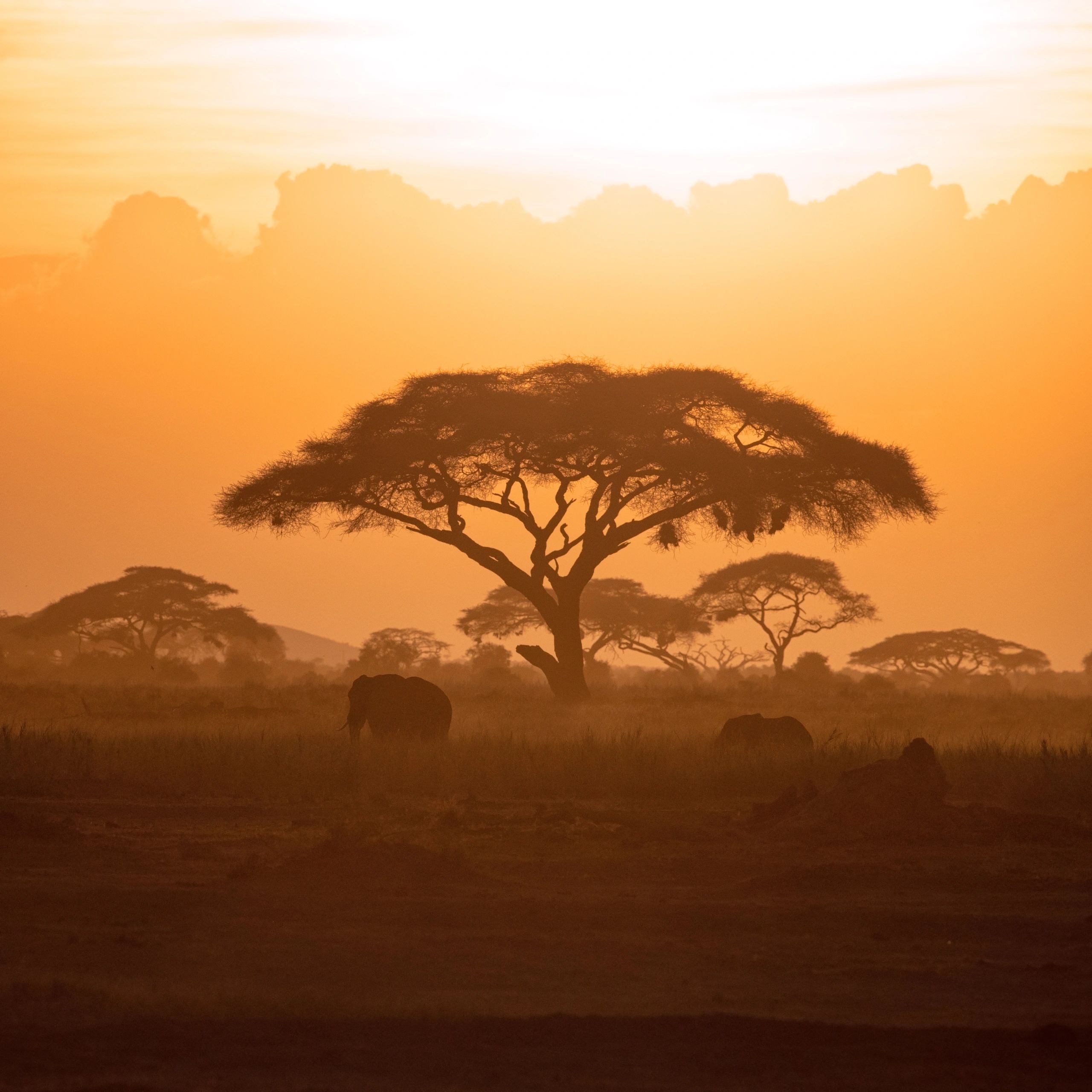 African savanna landscape at sunset — the inspiration behind Alpha Antares