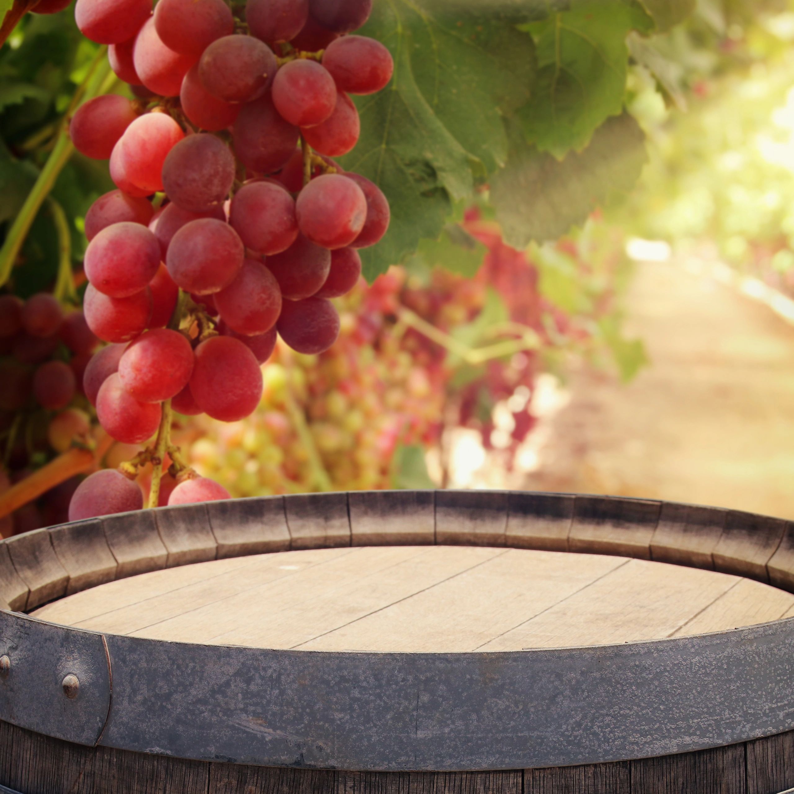 Red grapes on the vine with wine barrel